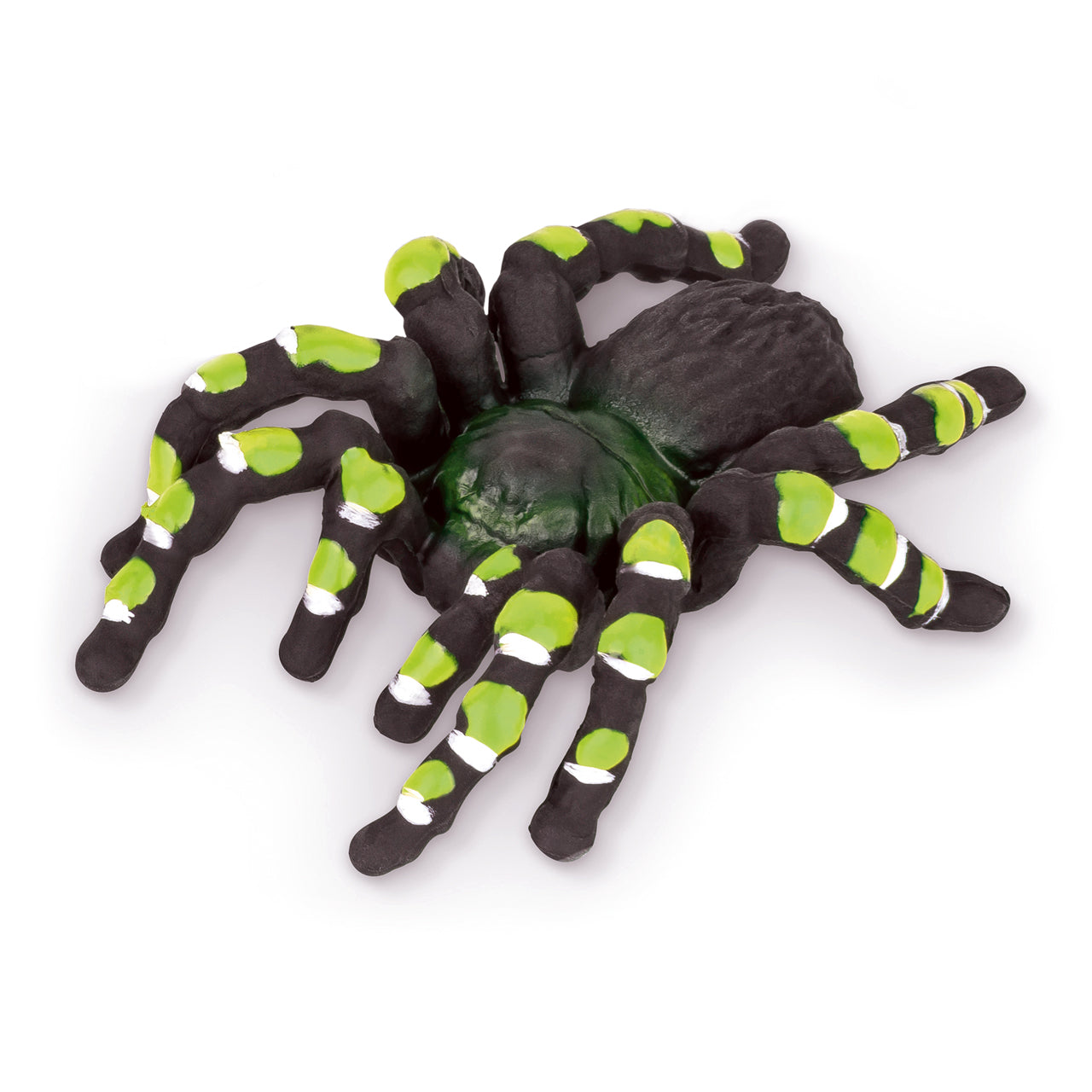 Trendhaus-Radierer-Vogelspinne-spinne-gruen-959577-ZOO-lafueliki